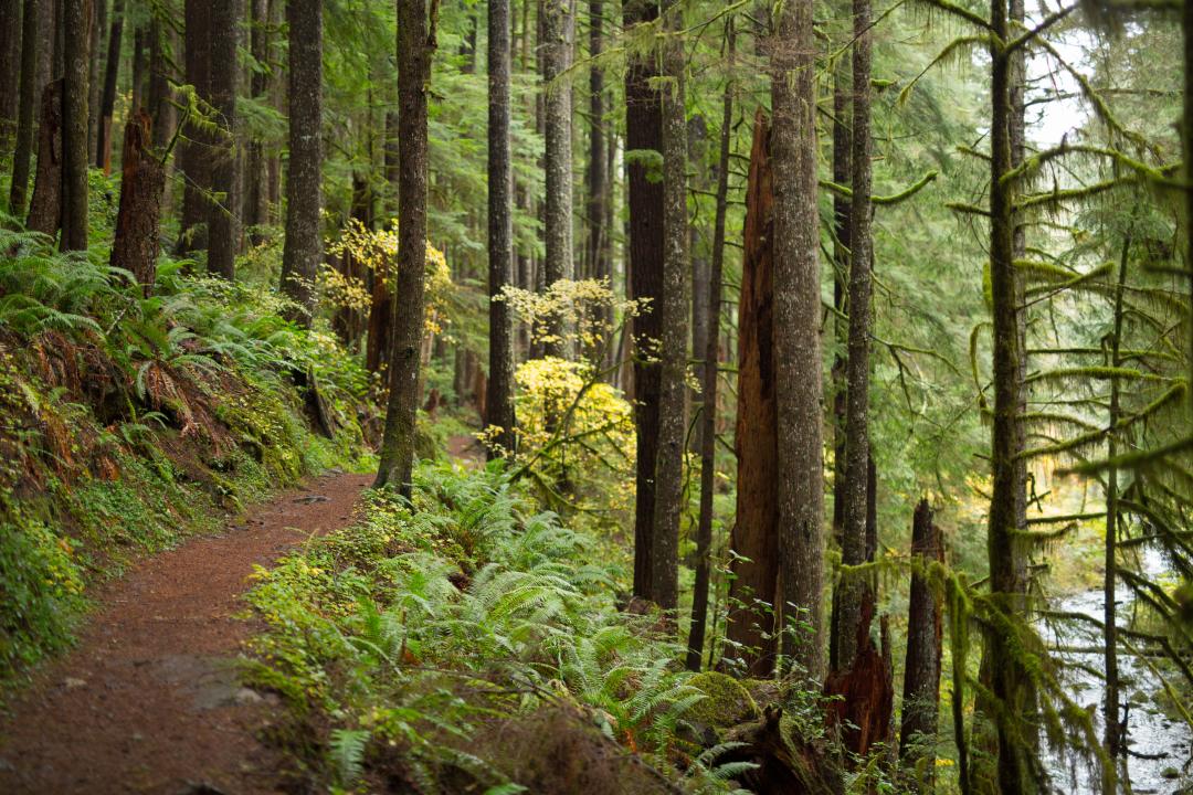 Siuslaw National Forest of Oregon