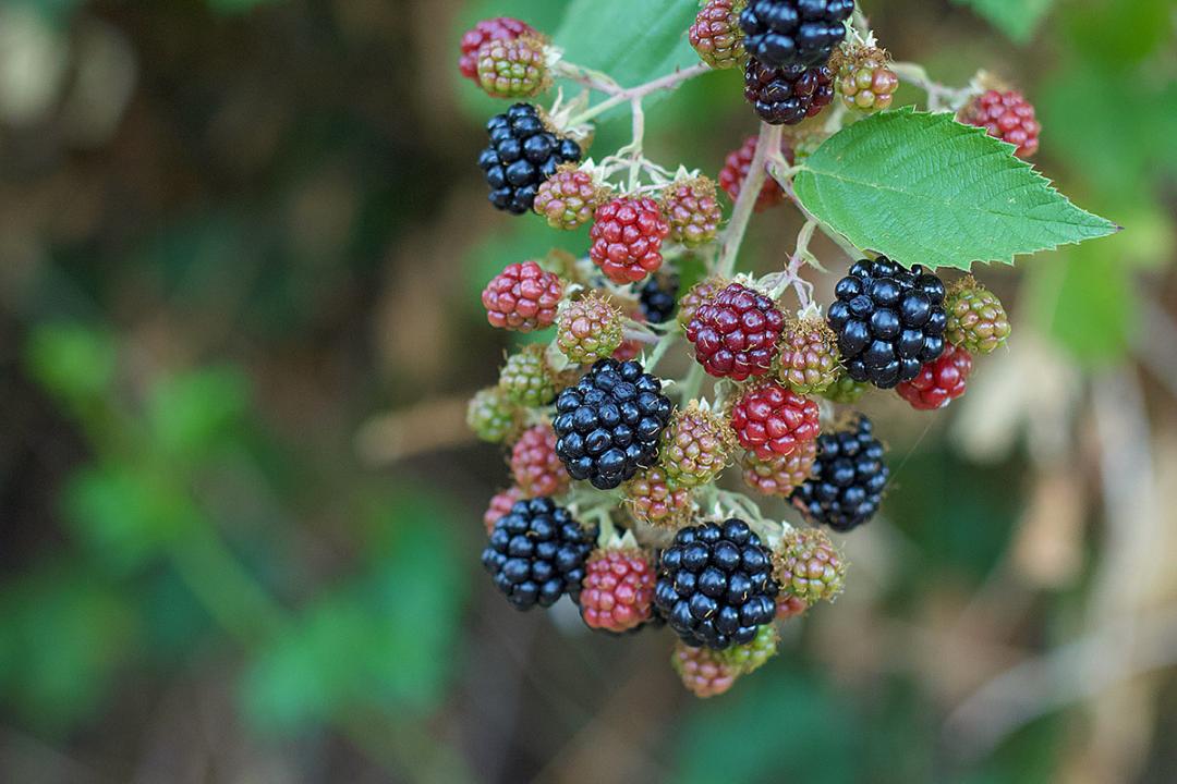 Oregon blackberries