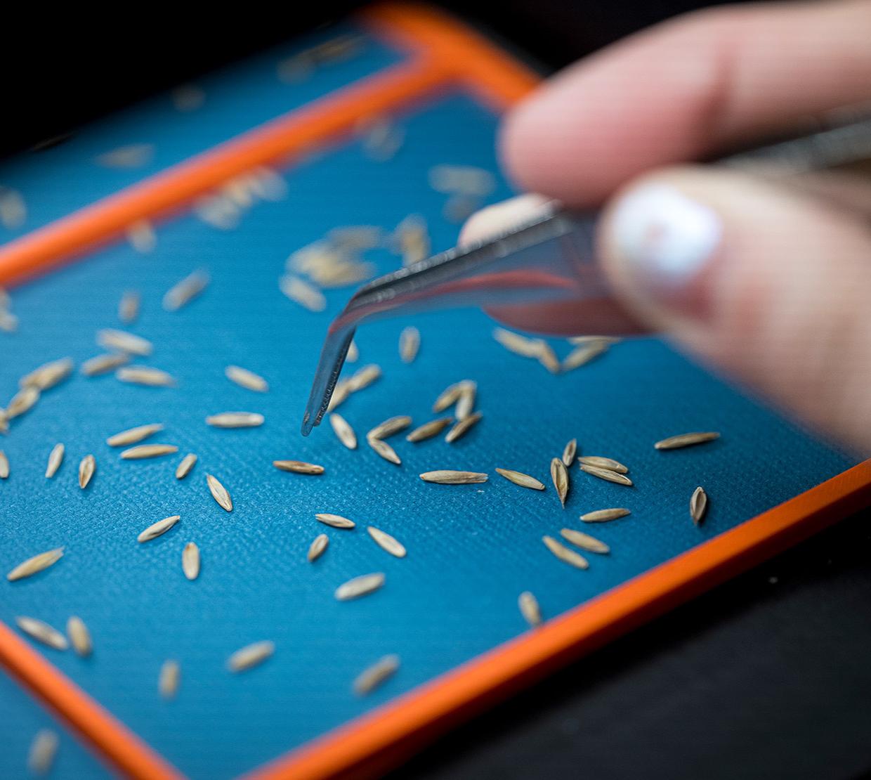 A hand holding tweezers picks up seeds on a blue background. 