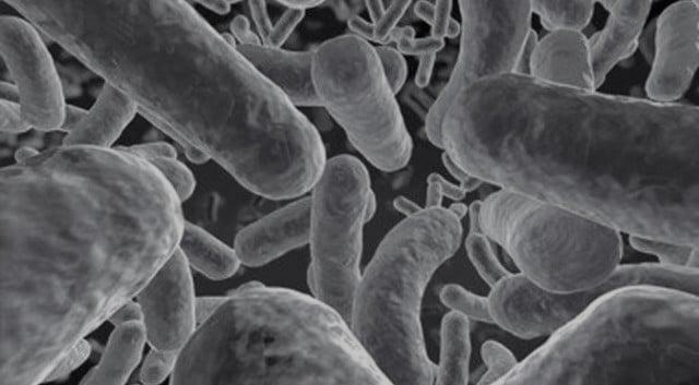 Microbiome Visual