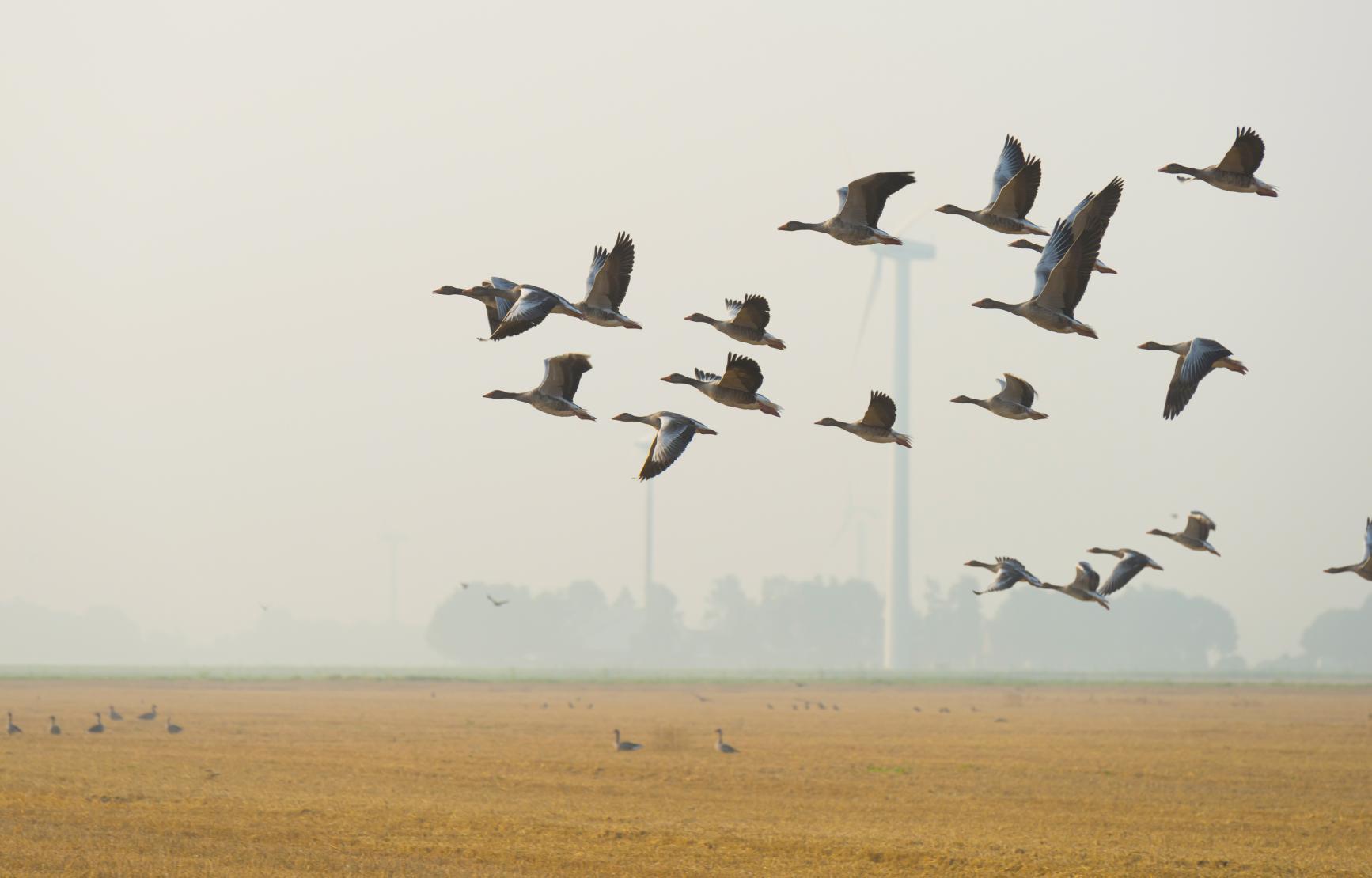 A flock of birds flying through the sky on a misty day.