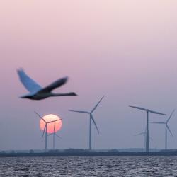 Bird flying next to windmills