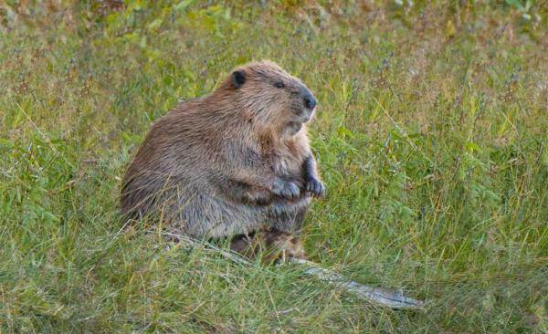 Beaver