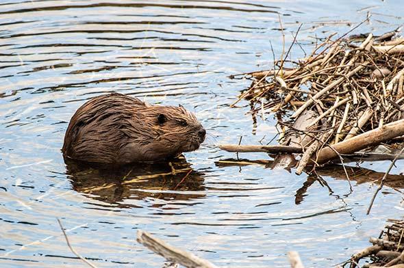 Beaver