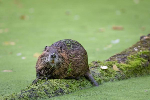 Beaver