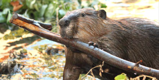 Beaver