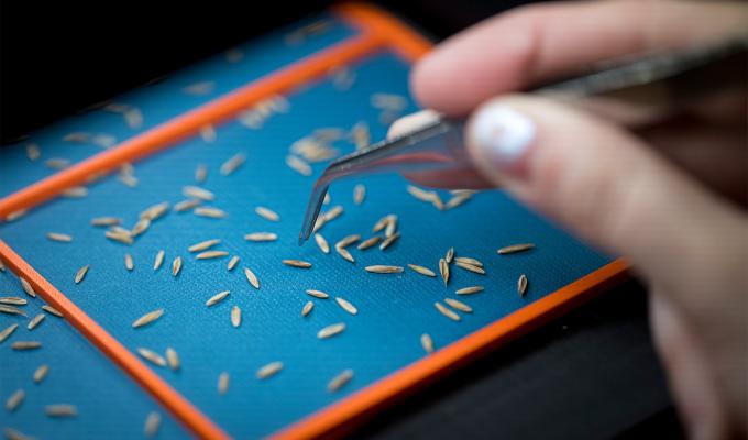 A hand holding tweezers picks up seeds on a blue background. 